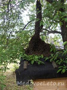 Рой пчёл, севший на крышу улья на пасеке Медовое Лето