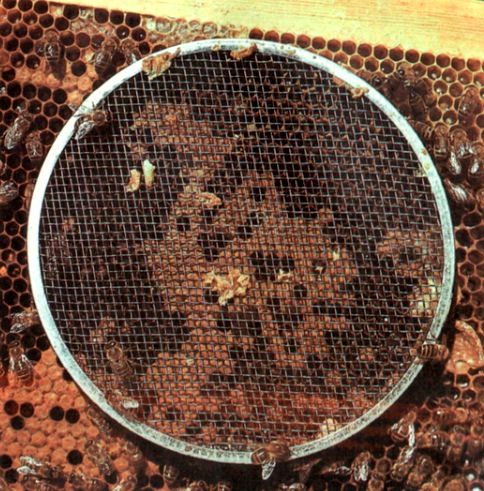 Изолятор пчелиной матки бамбуковый (аналог изолятора Миленина)