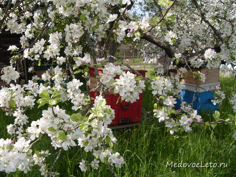 Цветение яблонь весной на пасеке Медовое Лето.
